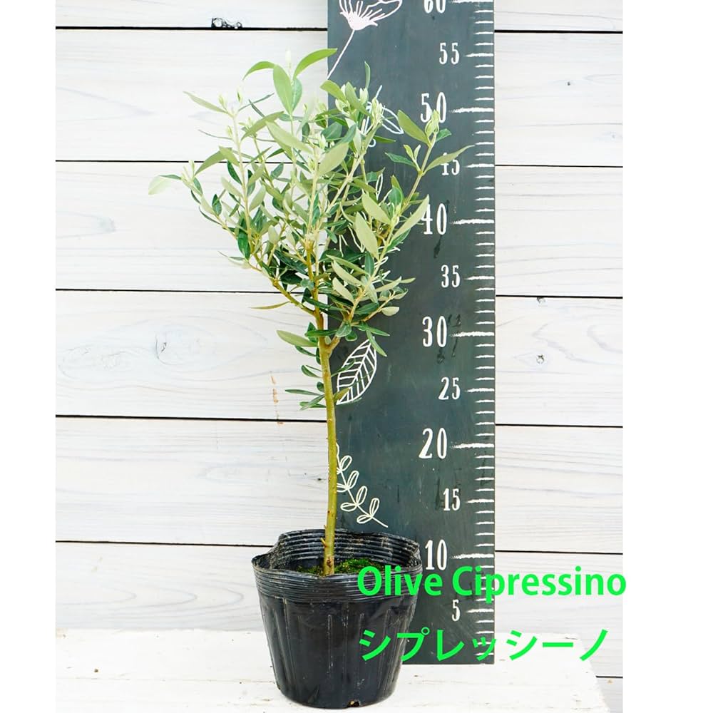 オリーブ シプレッシーノ 現品 オリーブの木 シプレッシーノ 6号鉢苗 鉢底から95cm程度