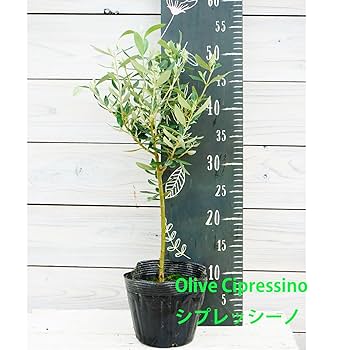 Amazon | オリーブ シプレッシーノ 2年生苗 5寸 1株 寒さに