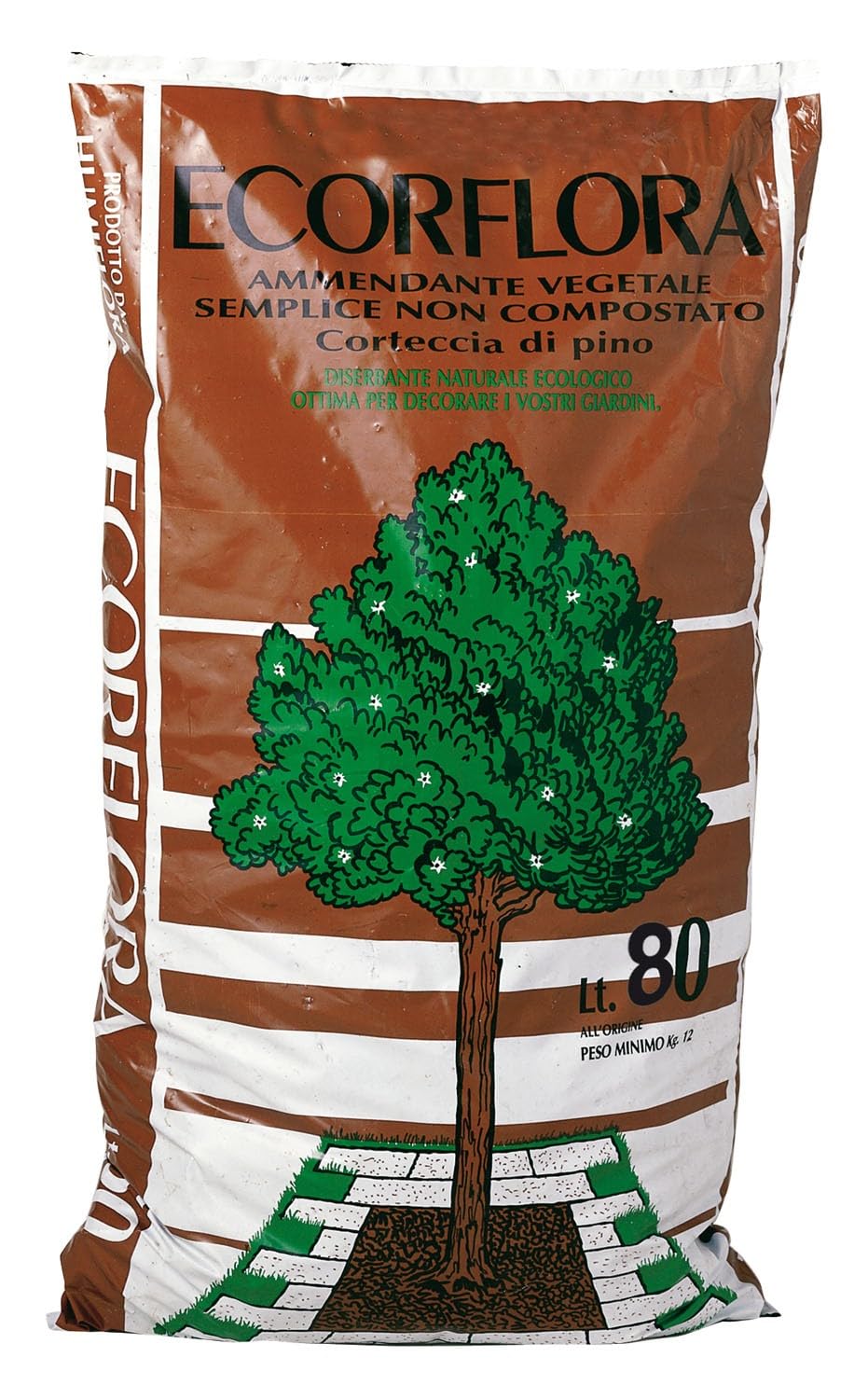  Pioppo di pinino marittimo francese per il terreno - alto contenuto di oligoelementi - ideale per i hobbyisti hortofito