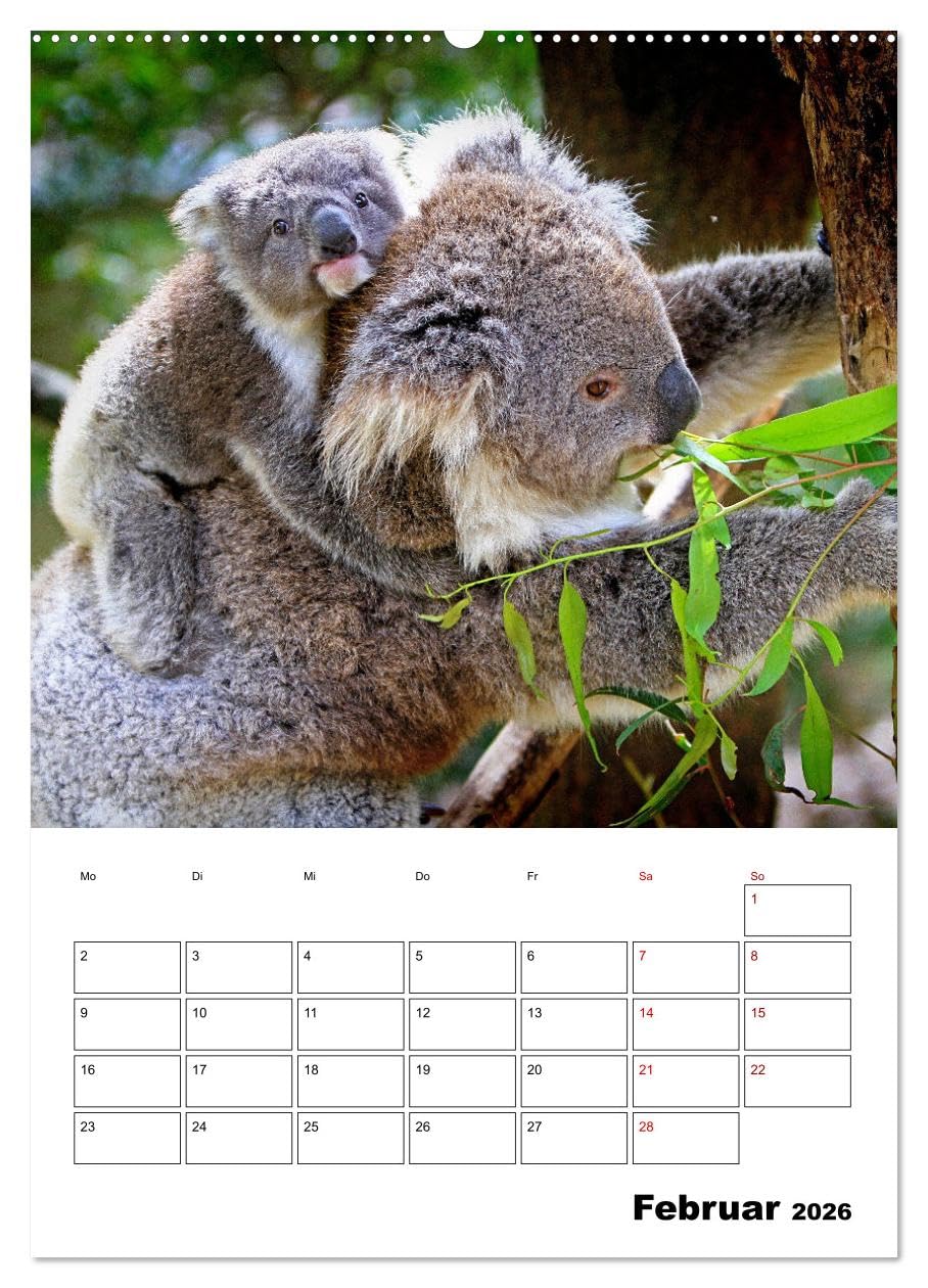 Australiens faszinierende Tierwelt (Wandkalender 2026 DIN A2 hoch), CALVENDO Monatskalender: Beeindruckende, exotische Tiere des roten Kontinents hautnah abgelichtet (CALVENDO Tiere)