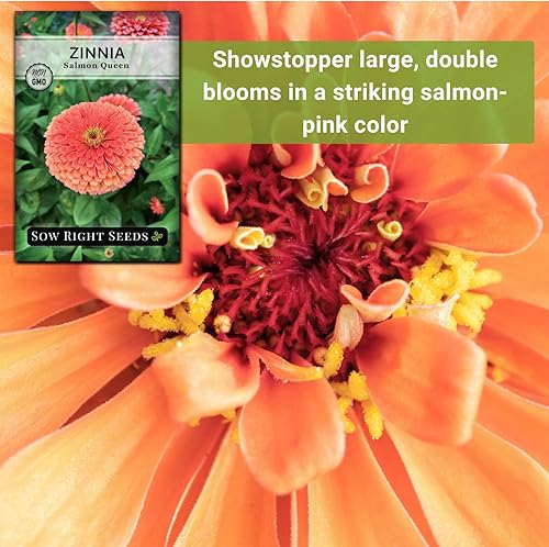 Miniatura 5 de Sow Right Seeds - Semillas de zinnia Salmon Queen para plantar - Paquete de reliquia sin OMG para plantar y cultivar un jardín de flores en el hogar