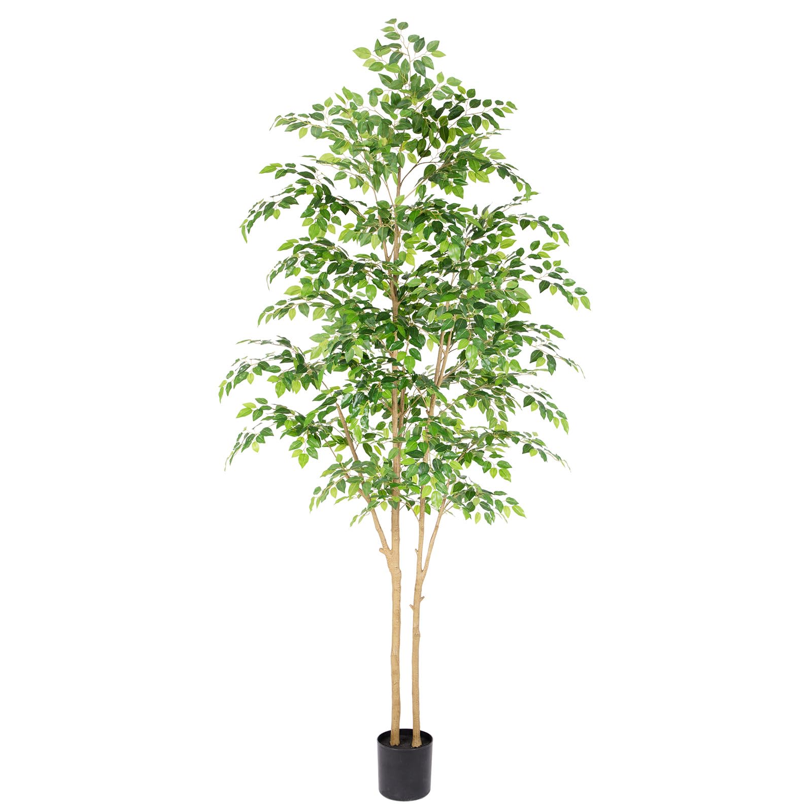 【FICUS】 Buy Our Braided Ficus Moclame Tree | Eureka Farms
