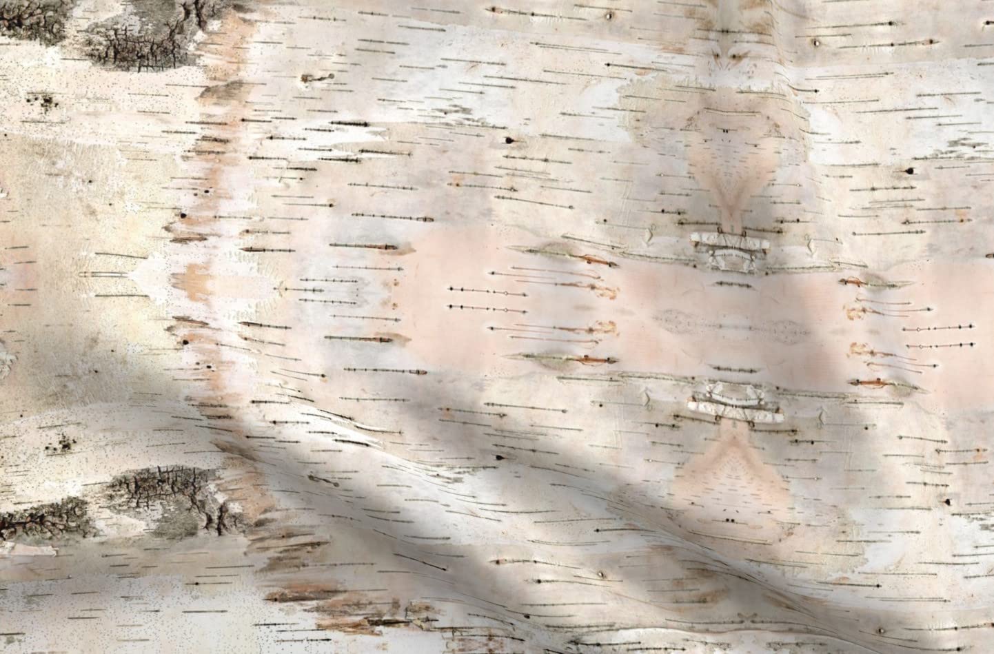 SpoonflowerFabric - Small White Birch Pale Nature Bark Tree Woodland Printed on Petal Signature Cotton Fabric Fat Quarter - Sewing Quilting Apparel Crafts Decor