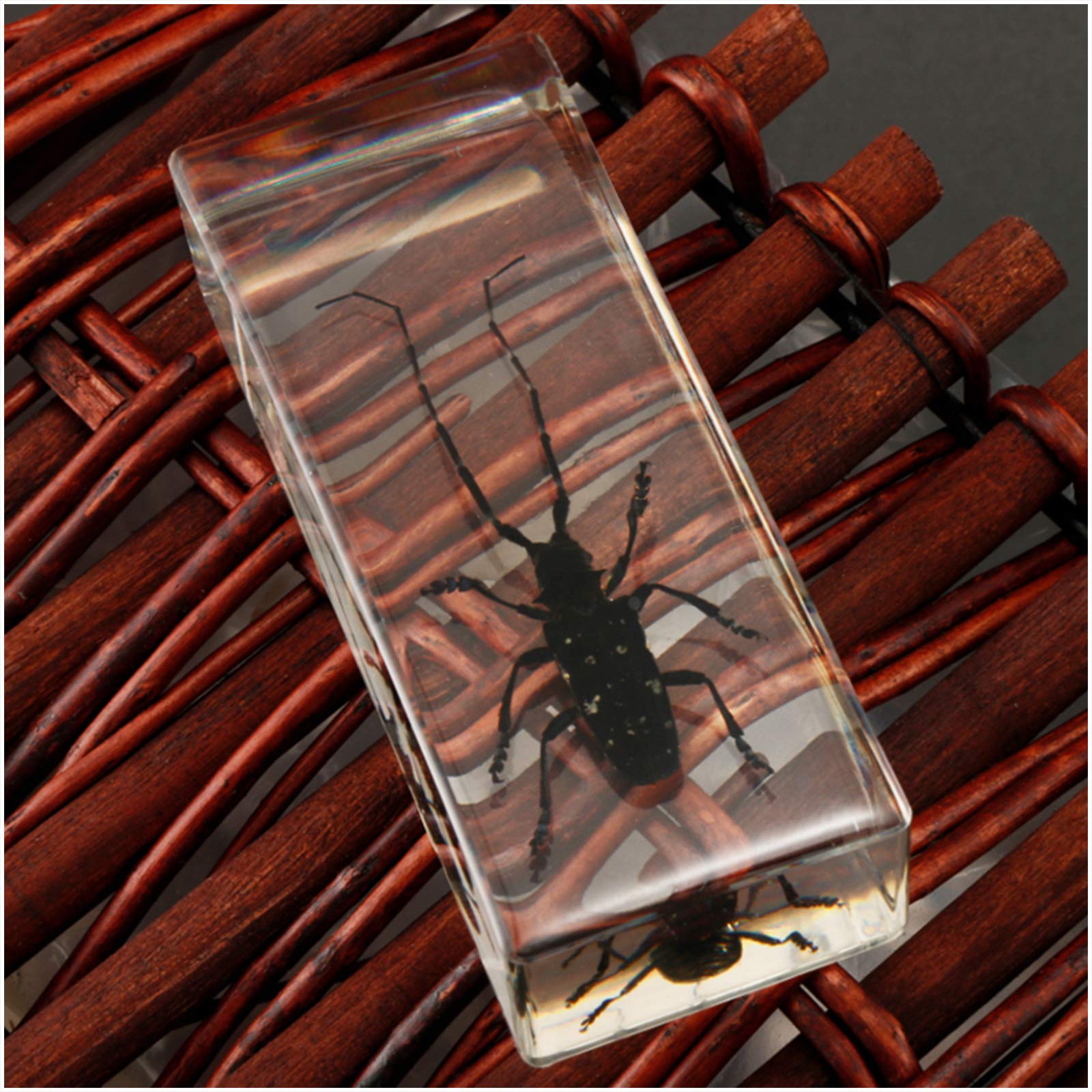 Amazon.co.jp: 本物の樹脂昆虫カミキリムシ埋め込み標本