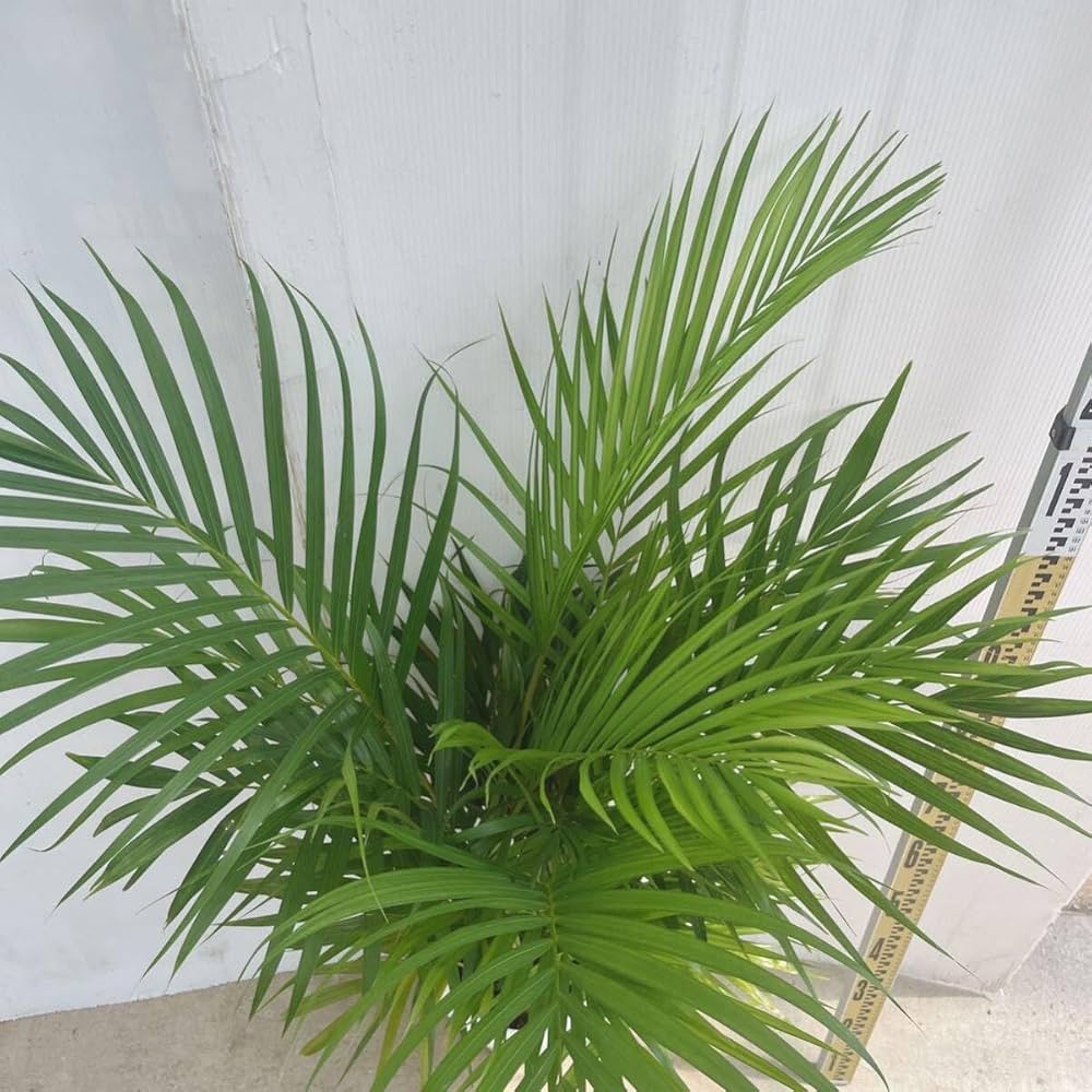 アレカヤシ。観葉植物。無料で発送致します。 アレカヤシ。観葉植物