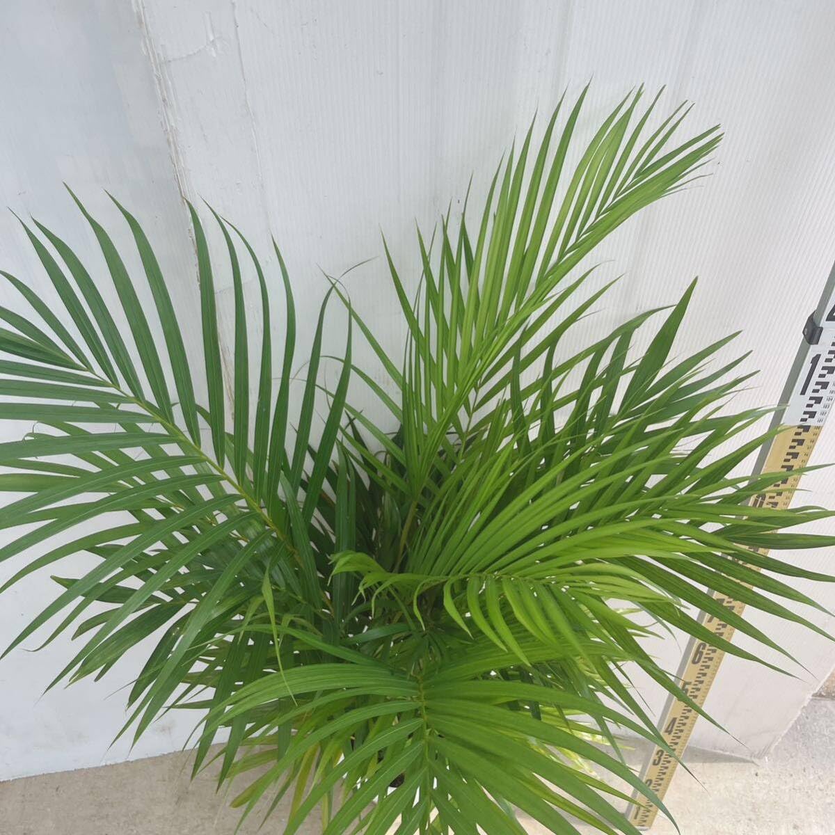 Amazon｜観葉植物 アレカヤシ 8号 大型大株 インテリアグリーン室内