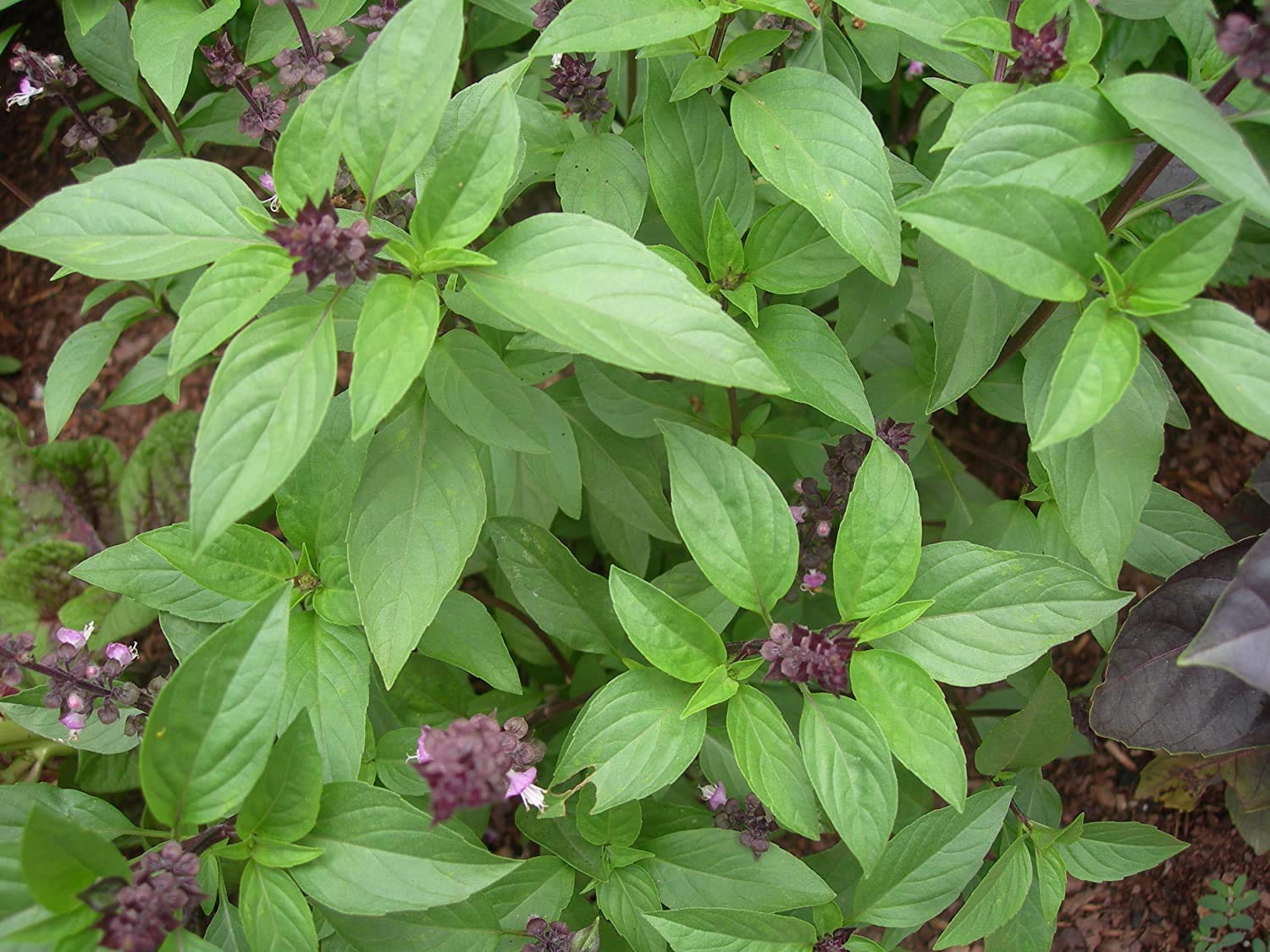 Bharat Herbs Care® Thai Basil Imported Herb Live Plant (B08YNQWX6Z) Amazon Price History, Amazon Price Tracker
