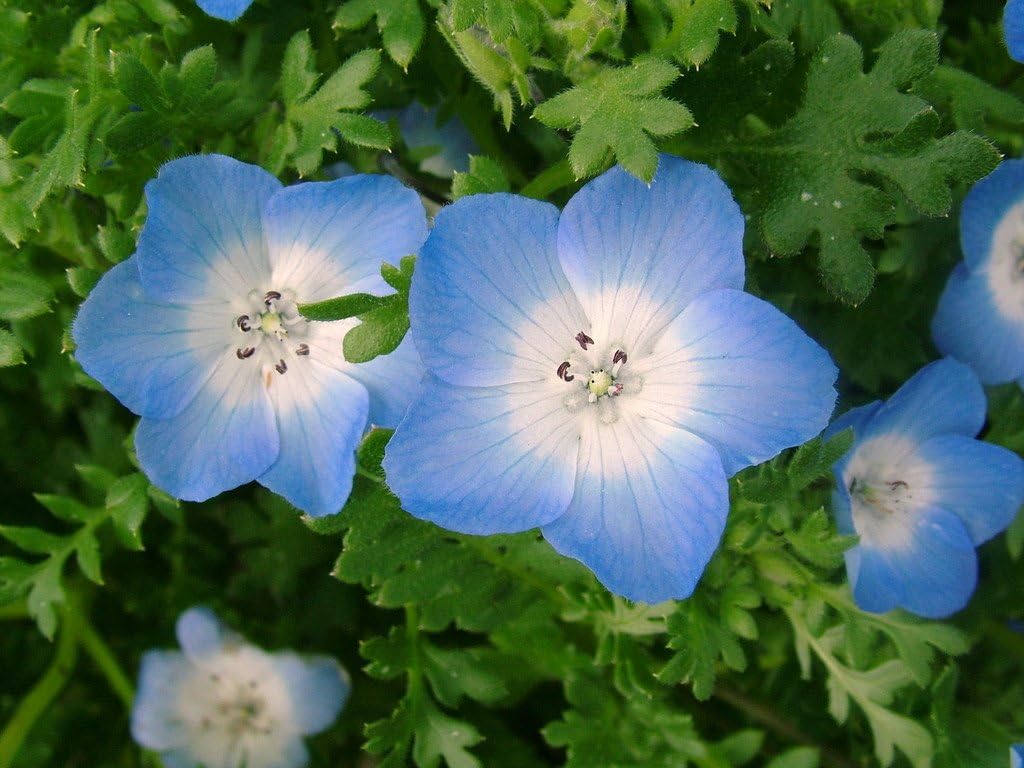 Non GMO Baby Blue Eyes Flower Seeds Nemophila menziesii (10 Lbs)
