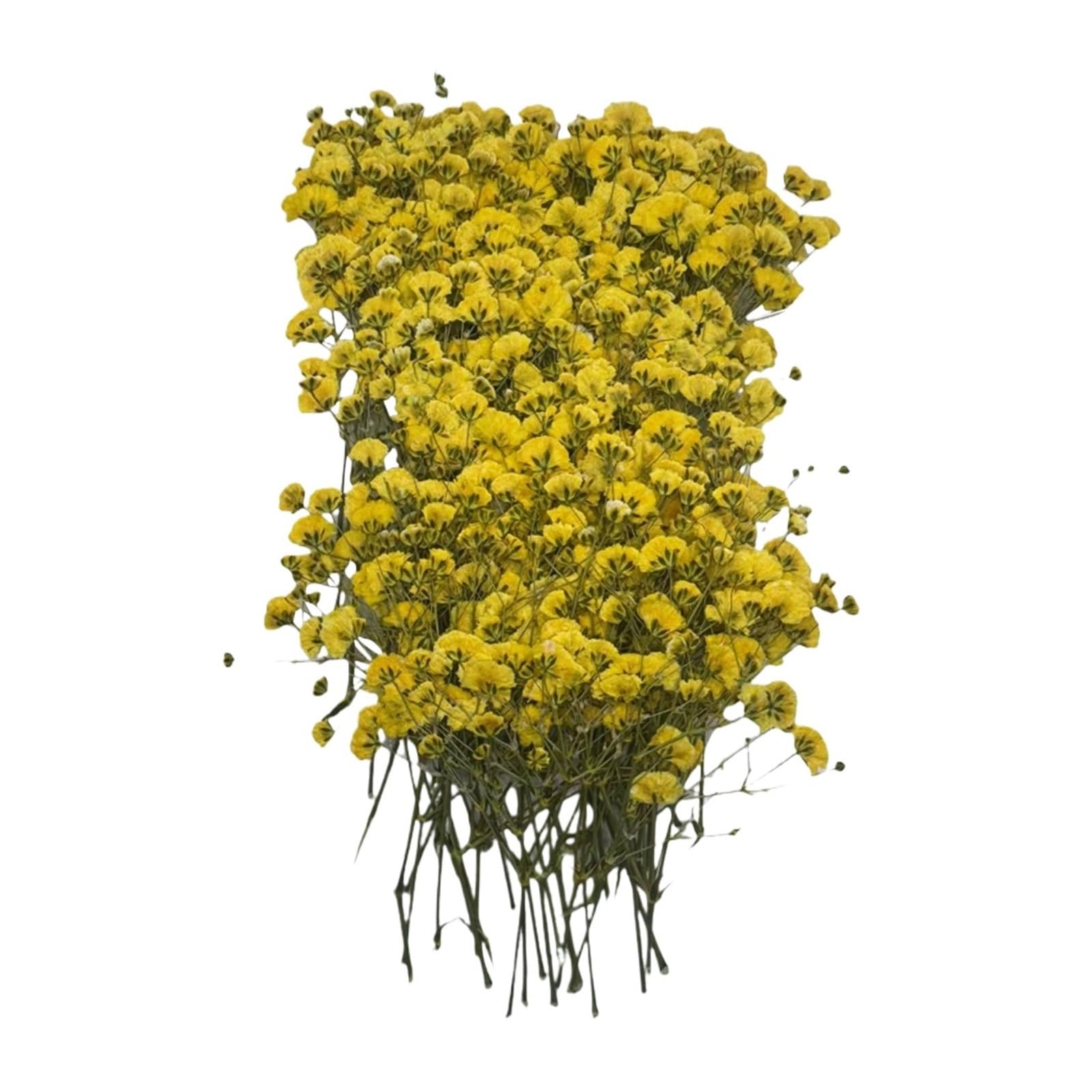 WJIAYAO dried gypsophila flowers 100pcs Bulk Dried Gypsophila Flowers for Pressing Craft Diy Materials for Bookmarks(Yellow)