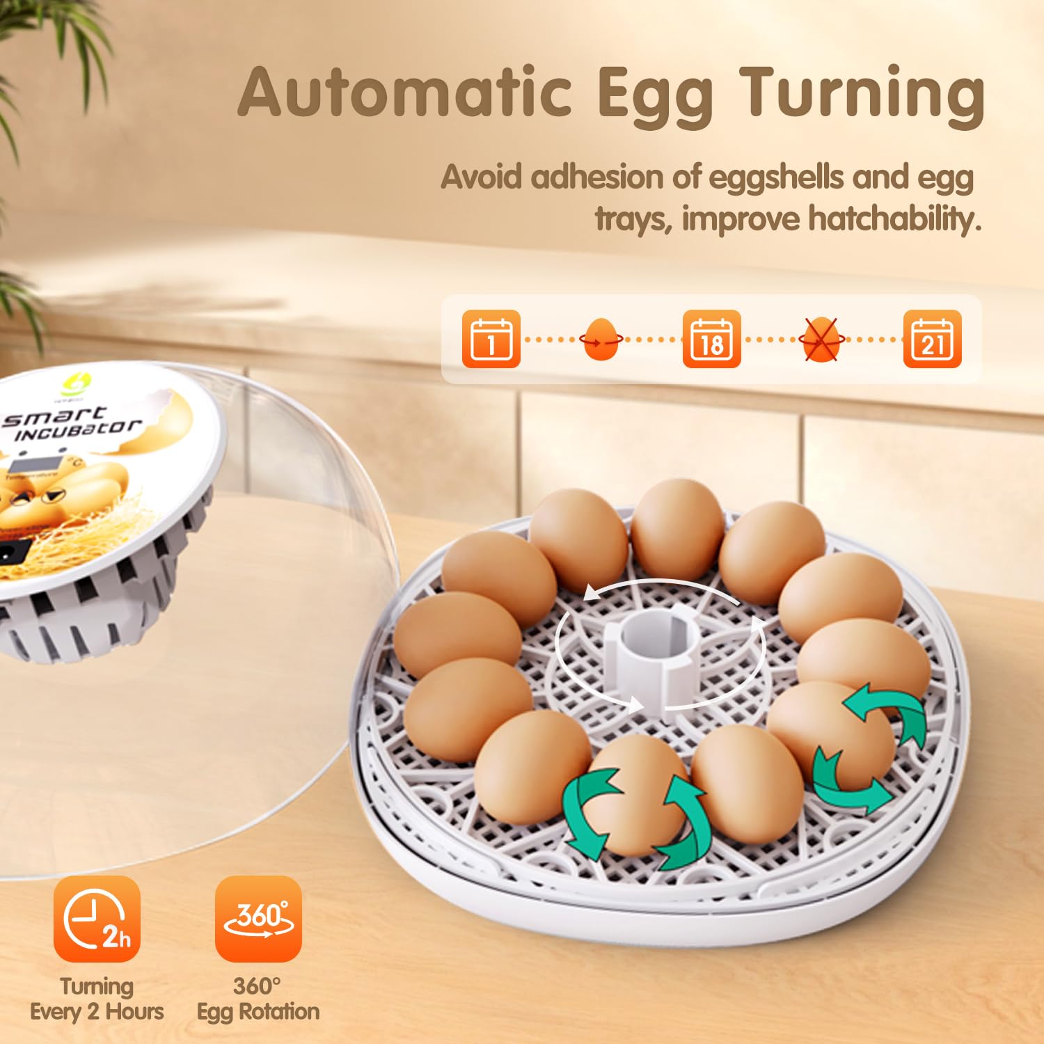 Incubatrice per uova da cova Incubatrice per uova 12 uova con rotazione automatica delle uova e controllo dell'umidità Visualizzazione a 360° per pollo, anatre, oca, piccione, quaglia