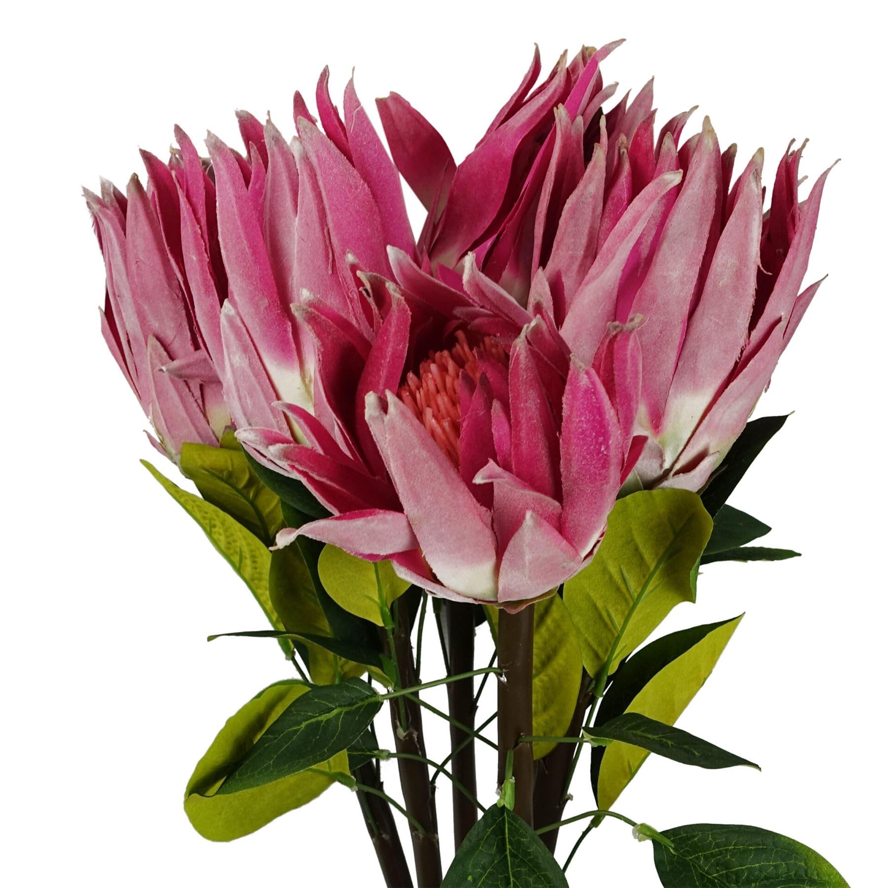 Artificial Protea Sugarbush Flower Stem - Pink - 65cm - Pack of 6 - Leaf