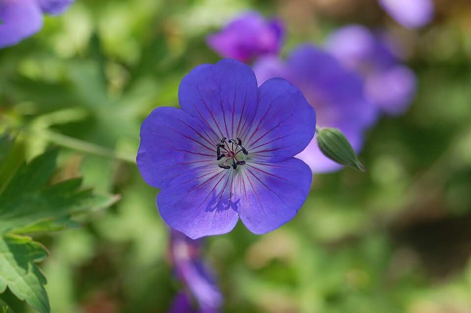 Geranium &#x27;Rozanne&#x27; (Cranesbill) Perennial, blue flowers, 1 - Size Container