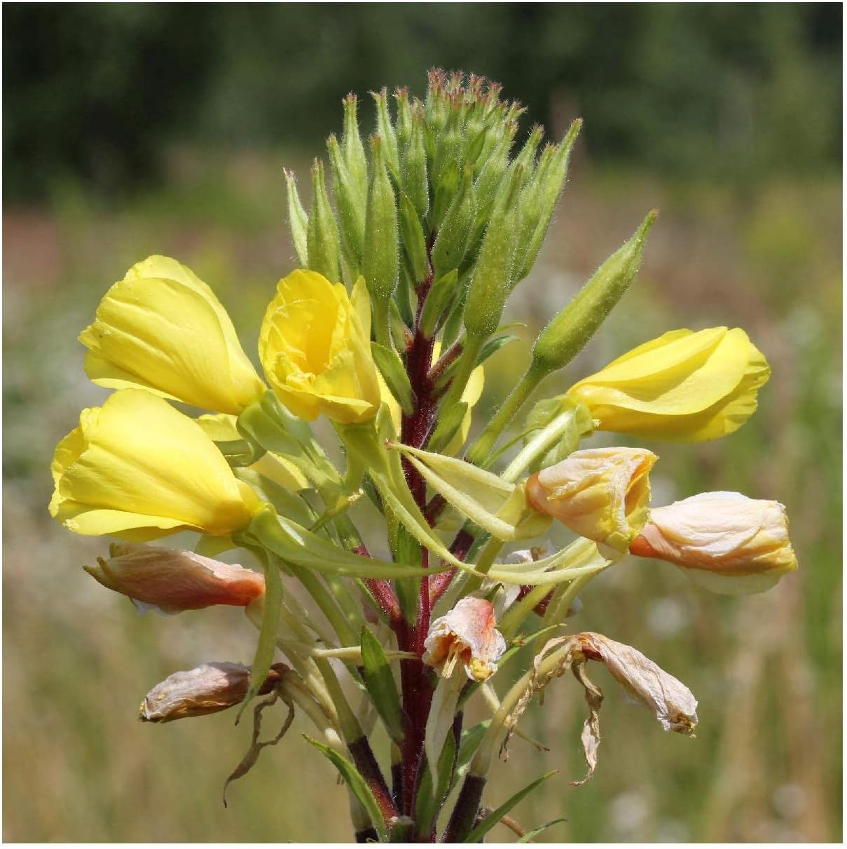 Everwilde Farms - 1 Lb Common Evening Primrose Native Wildflower Seeds - Gold Vault