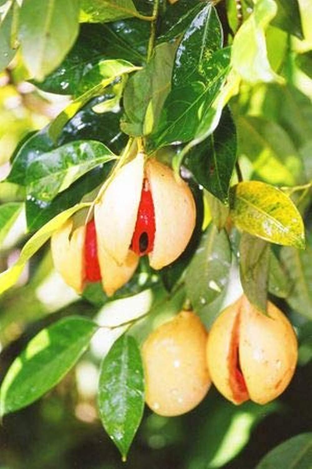 Nutmeg Tree In Kerala