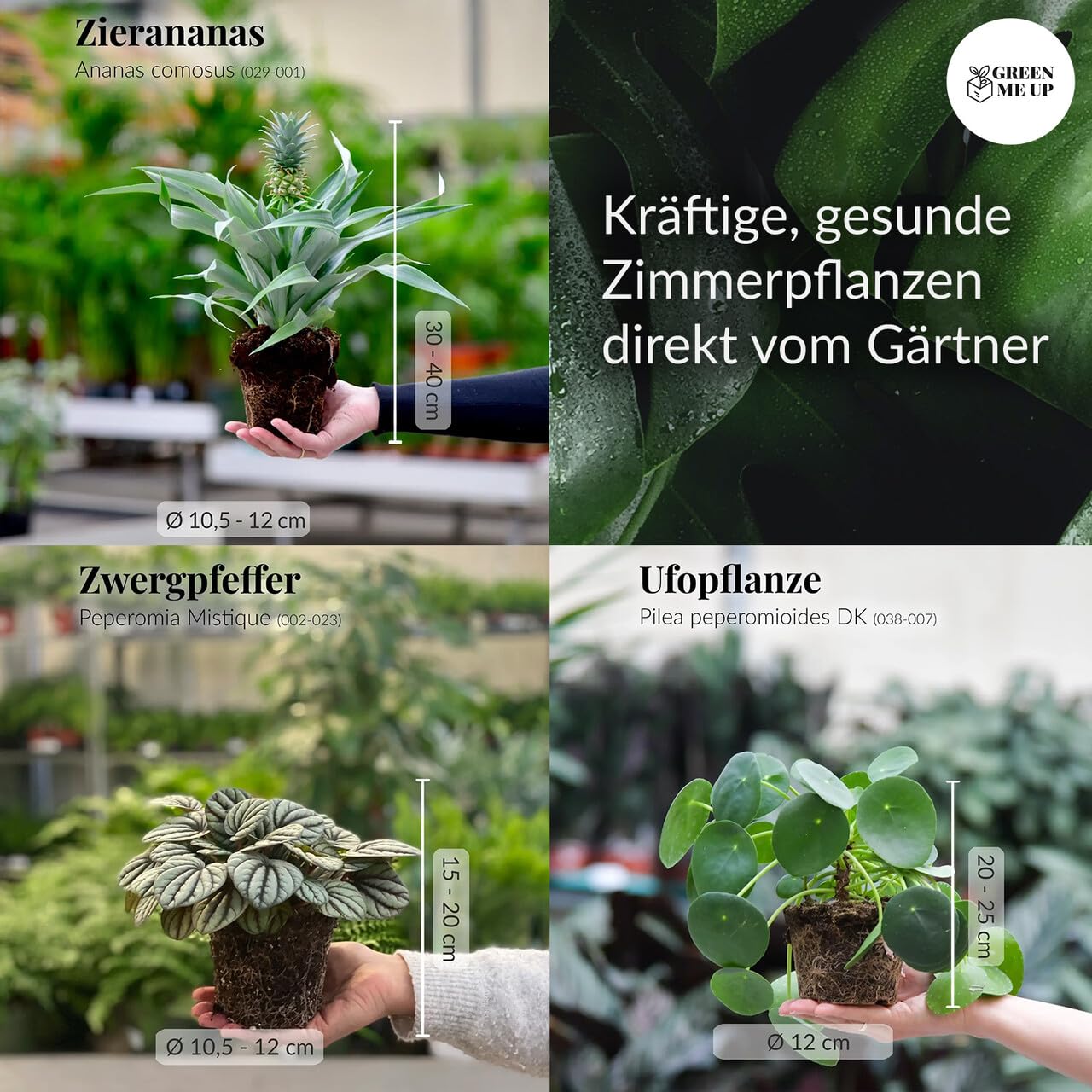 Zimmerpflanzen Einfach Tierlieb | 3er Set für Katzenfreunde | ungiftig & pflegeleicht | Ananas, Pilea und Peperomia | Pflanzen frisch aus der Gärtnerei | tierfreundliche Deko | Green Me Up