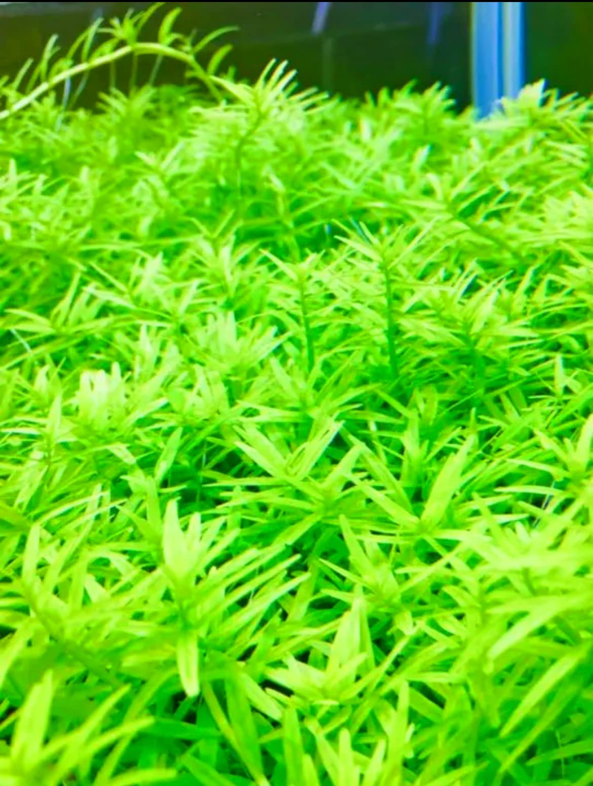 Amazon | （coco'sshop）水草 グリーンロタラ 水中葉 5本 【セラミック