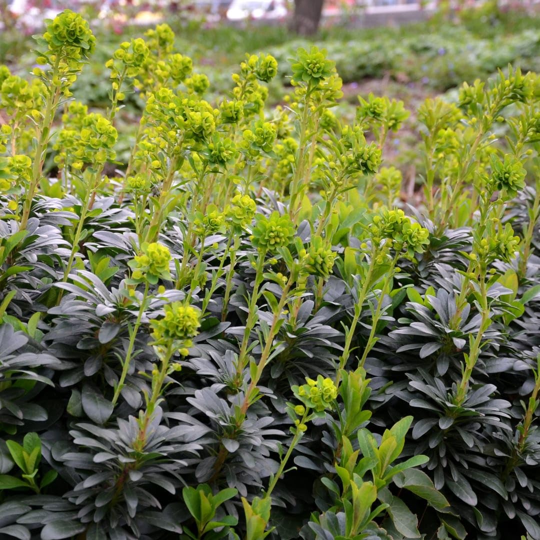 Euphorbia amygdaloides Robbiae – 24 rośliny Ø 9 cm – wysokość 10-25 cm – wiecznie zielona roślina okrywowa do cienia i półcienia – żółto-zielone kwiaty wiosenne – mrozoodporna w pielęgnacji