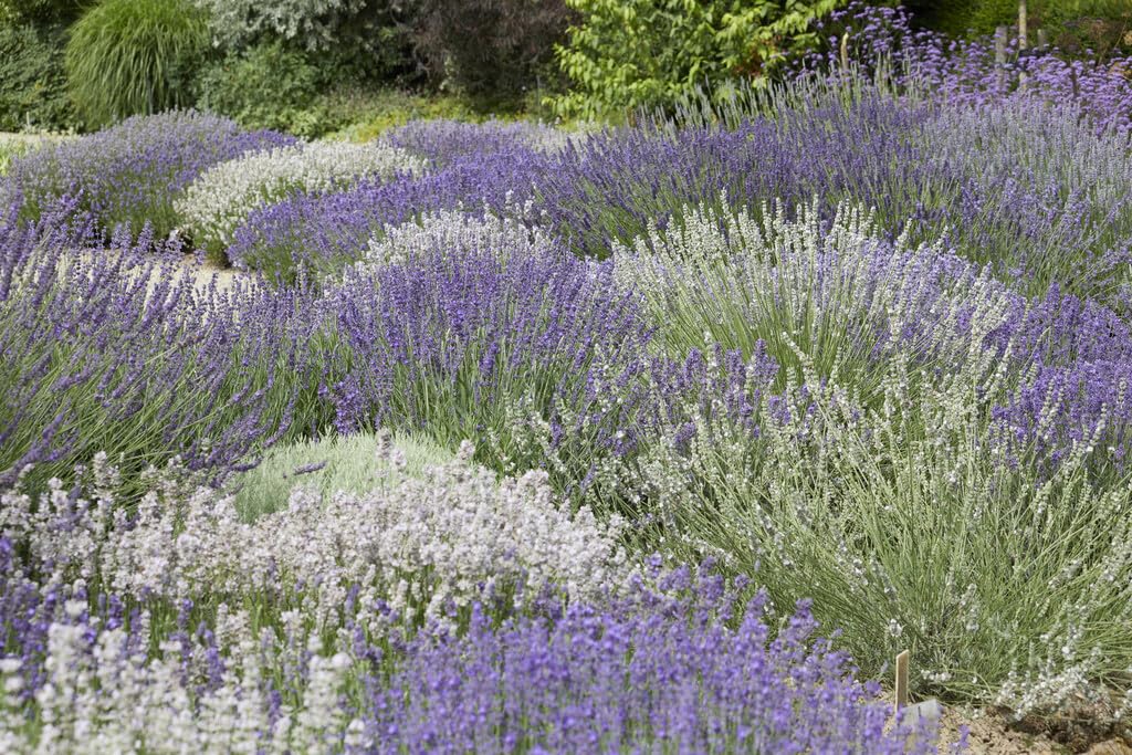 Stauden Gänge 40 x Lavandula angustifolia Mix in Echter Lavendel winterhart