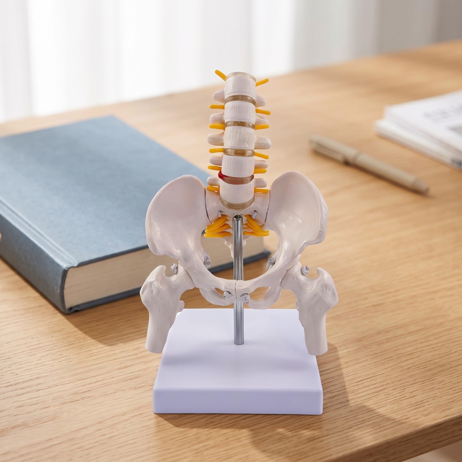 Esquelético Espina Con Didáctico, espina Vertebral con Pelvis, Flexible, para Aula