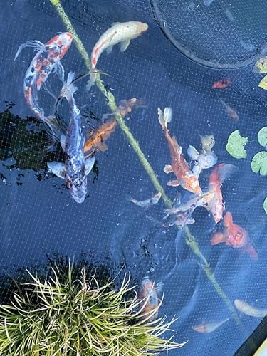 Miniatura 3 de PondH2o - Abrazaderas de manguera de estanque de doble alambre de 1 14 pulgadas (1.260 in), paquete de 4 unidades  Abrazaderas de alambre doble de