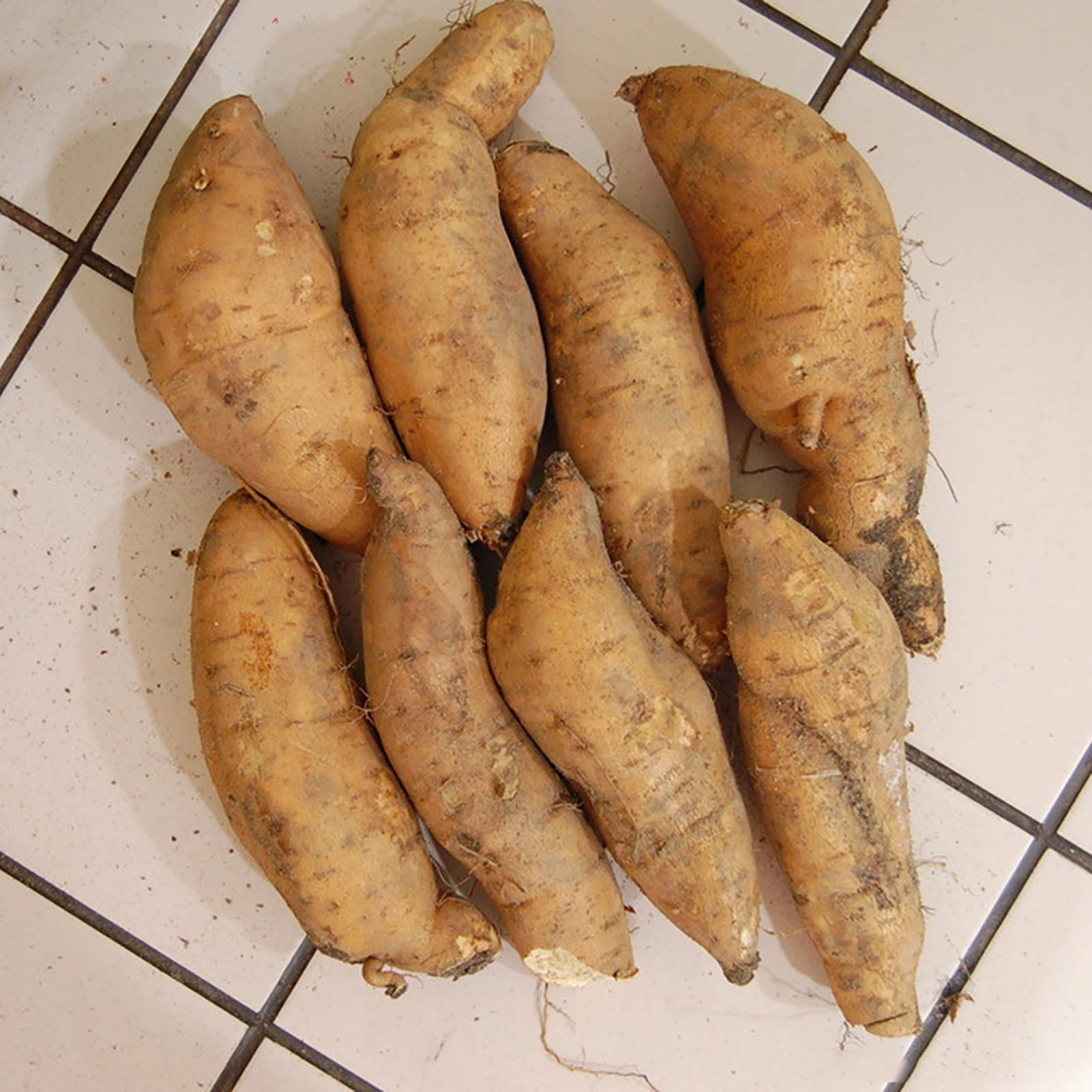 100 Stck Skartoffel Samen, Topinambur Saatknollen, Skartoffel Pflanze,  Kartoffel Samen, Ssskartoffel Saatgut fr Garten (Skartoffel) :  Amazon.de: Garten