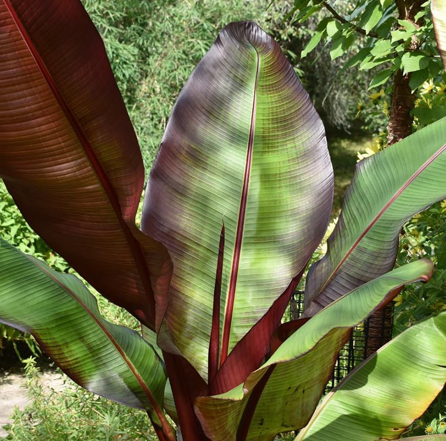 Live Red Abyssinian Banana Tree Plant Cold Hardy Banana Perennial Plant Bananas Fruits Houseplant Ornament Shurb 4-7 Inch Tall