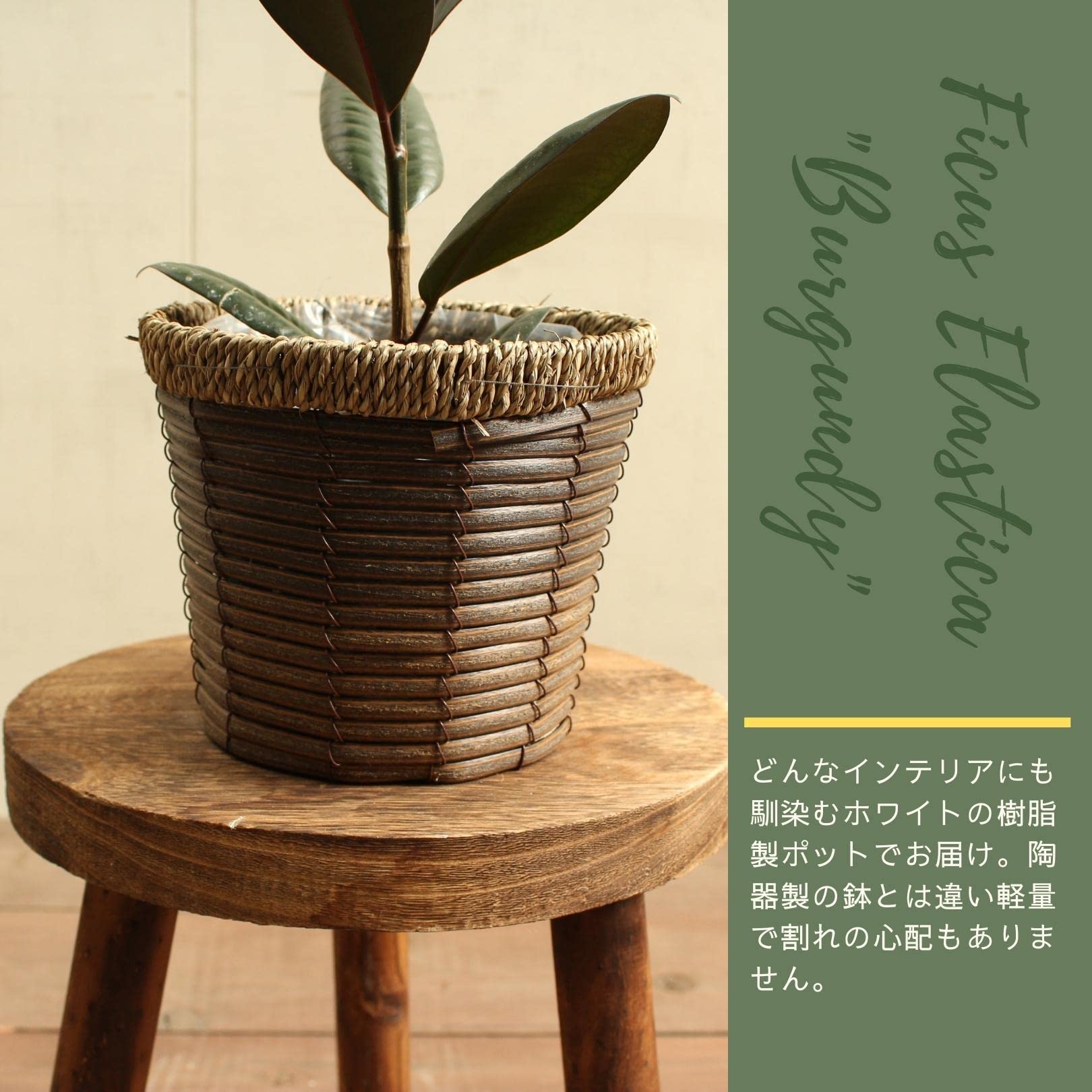 Amazon｜フィカスバーガンディ 5号 鉢カバー付 受け皿付 【観葉植物