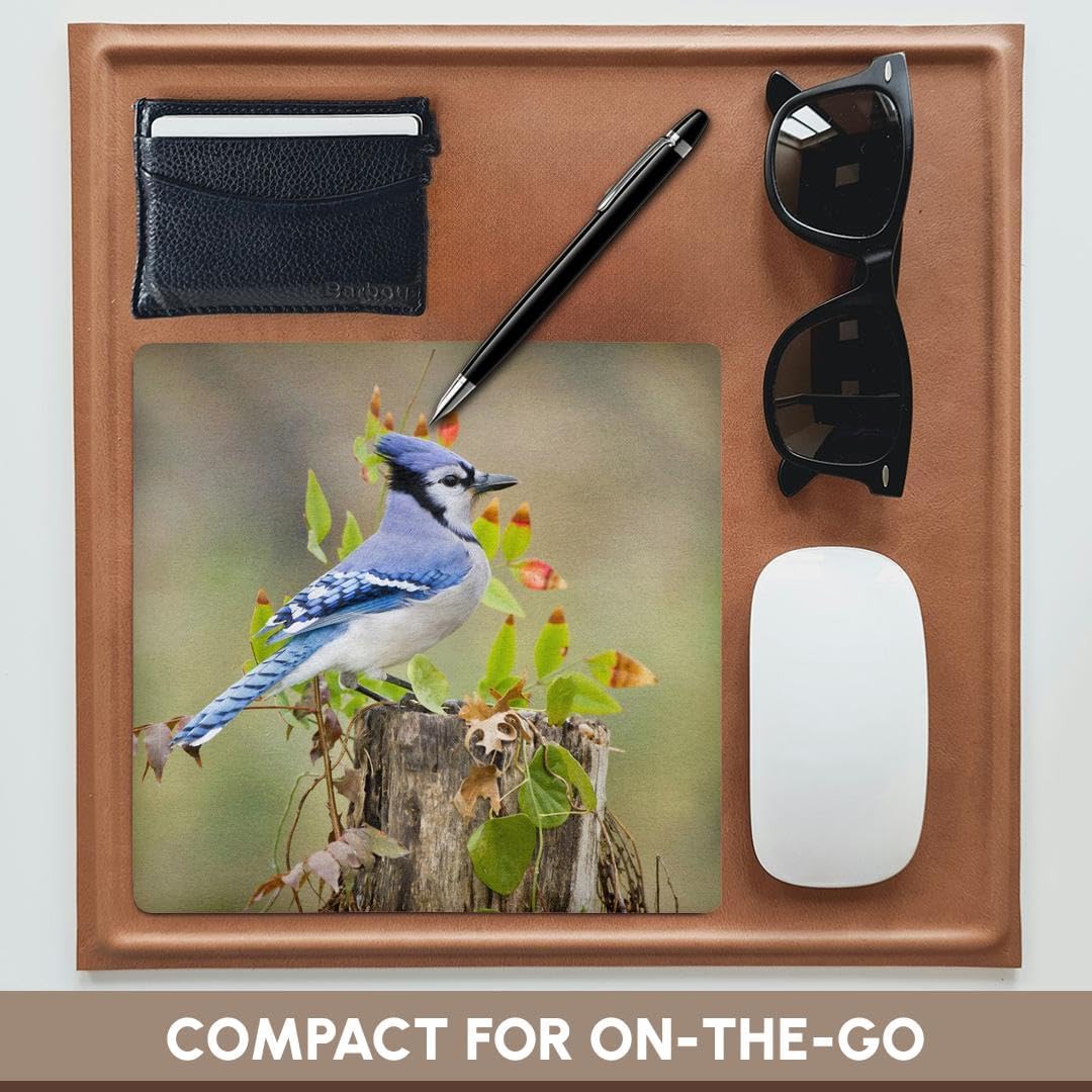 3dRose Desk Organization Mouse Pad, Blue Jay Bird, Adults, Autumn, Texas, USA - US44 LDI0795 - Larry Ditto, 8" x 8" (mp_146920_1) image 4