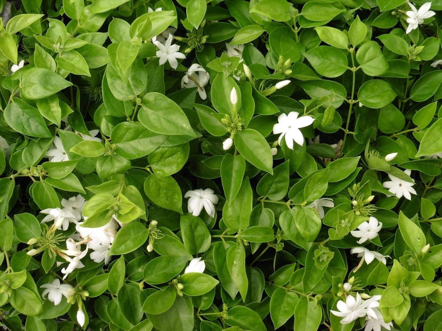 Amazon.com : Sambac Jasmine Plant | 3 Live Plants | Jasminum Sambac |  Fragrant White Blooms | Ideal for Indoor & Outdoor Planting | Aromatic  Addition to Gardens & Patios | Lush