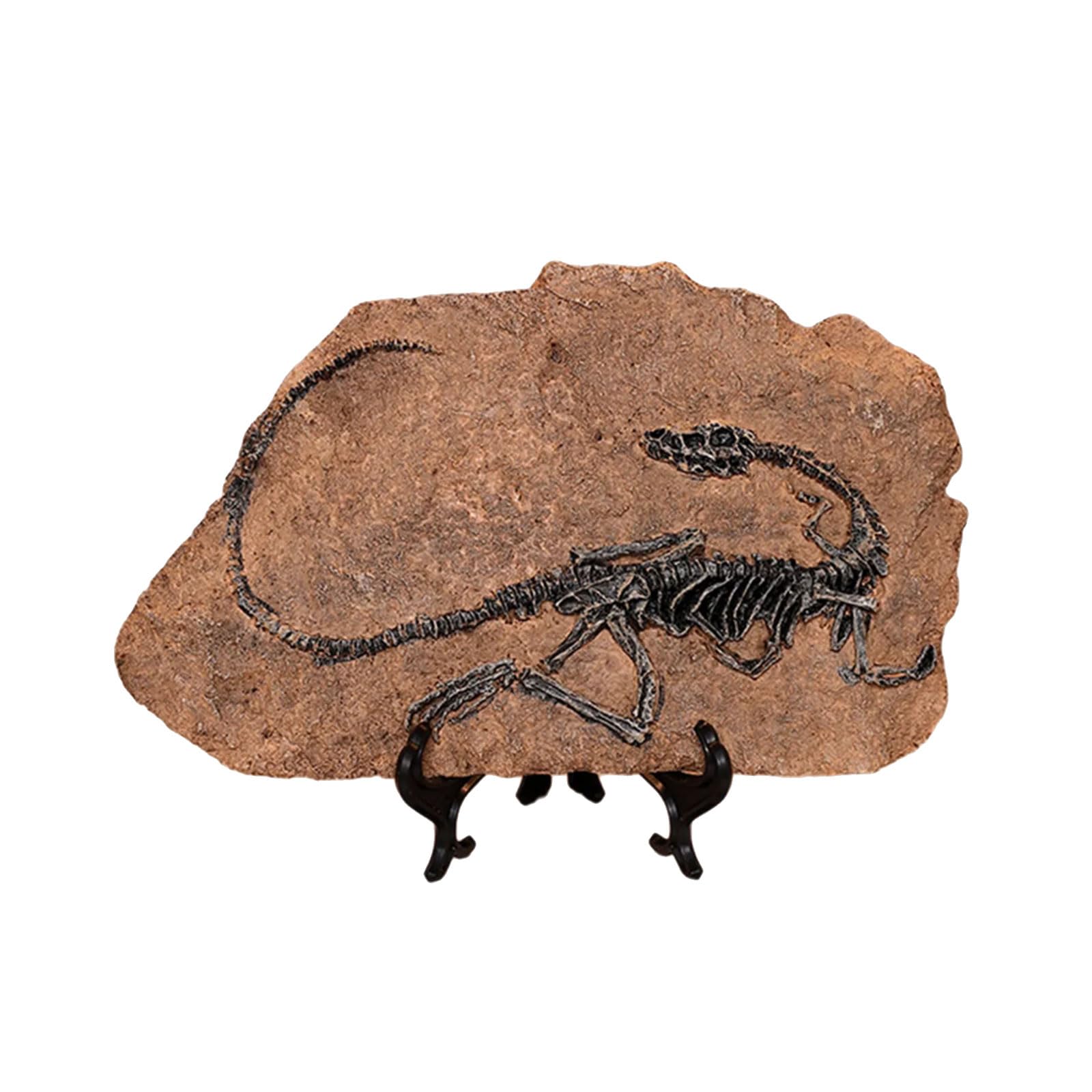 DIEKE Resins Dinosaur Skeleton Fossils Statue Figurines Sculpture Collectible Ornament Home Office Desktop Display Decoration Realistic Dinosaur Fossils