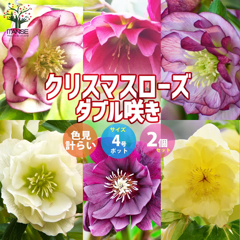 Amazon.co.jp: クリスマスローズ 