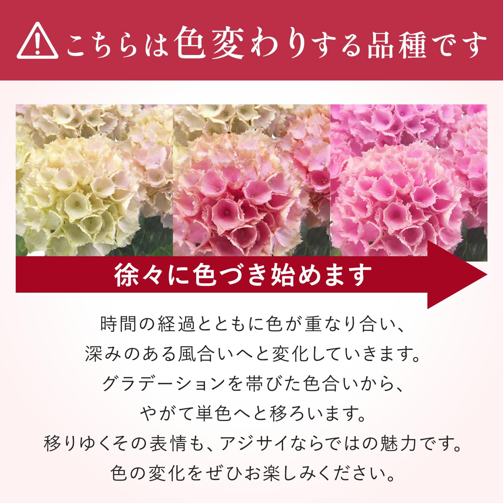 Amazon｜bloomee(ブルーミー) 鉢植え あじさい 5号鉢 レッド (母の日