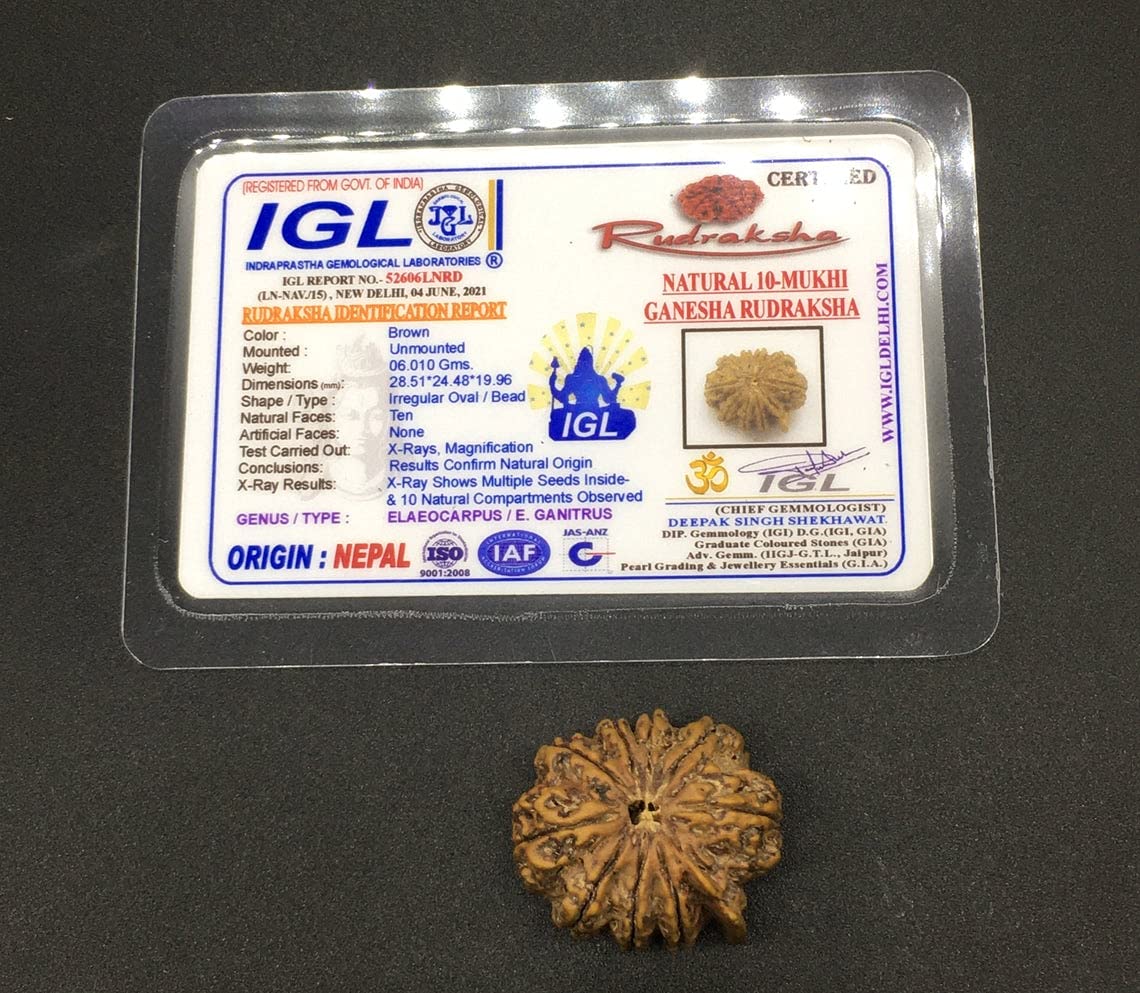 Rudraksha Ganesh de 10 Mukhi original de Nepal con certificado IGL para meditación