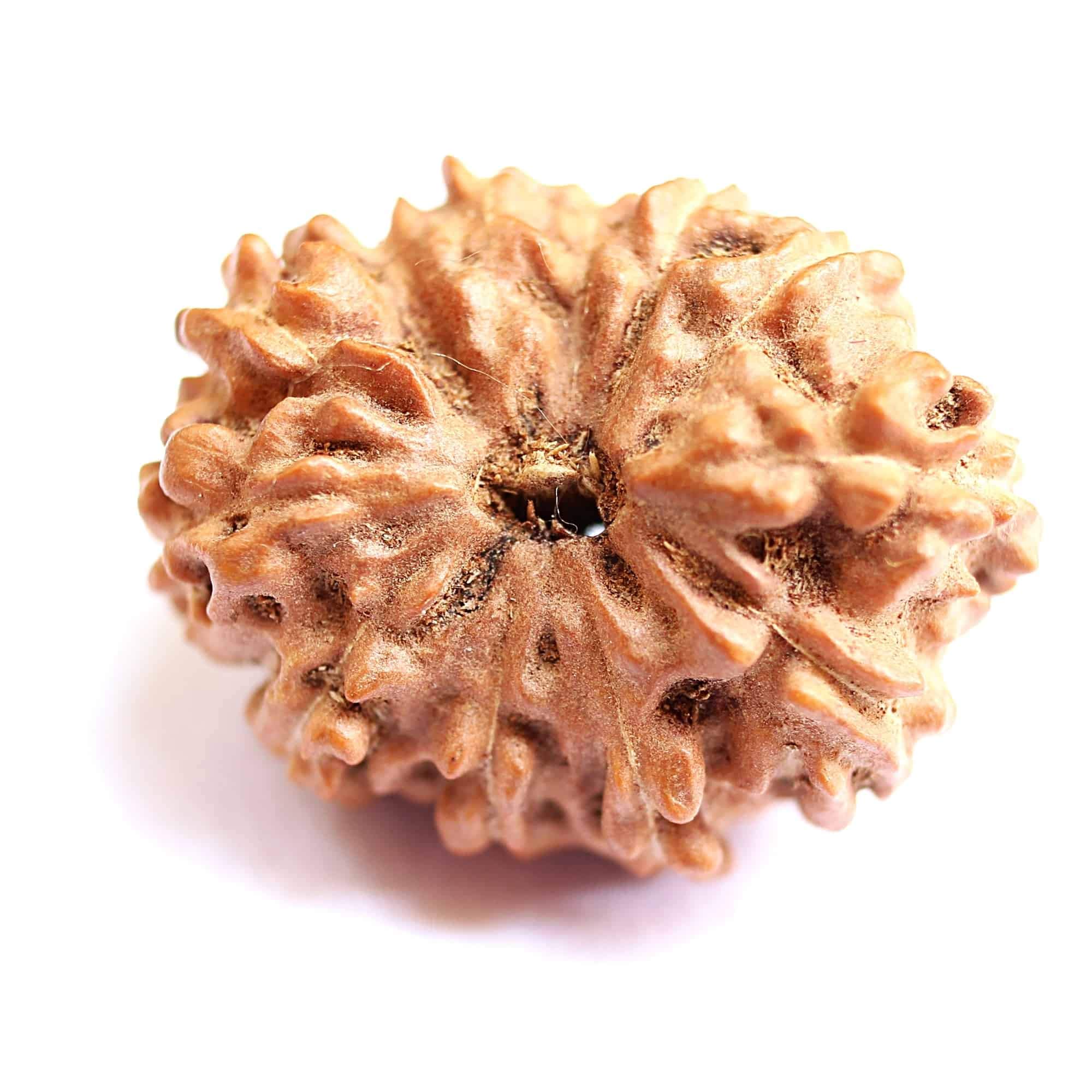 Naturalny oryginalny Rudraksh 12 Mukhi Rudraksha Java Indonezja 15,85 mm certyfikat laboratoryjny Rudraksha dla mężczyzn i kobiet luźne koraliki Rudraksha