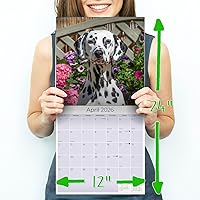 Vista 765 de Razas de Perros 2017