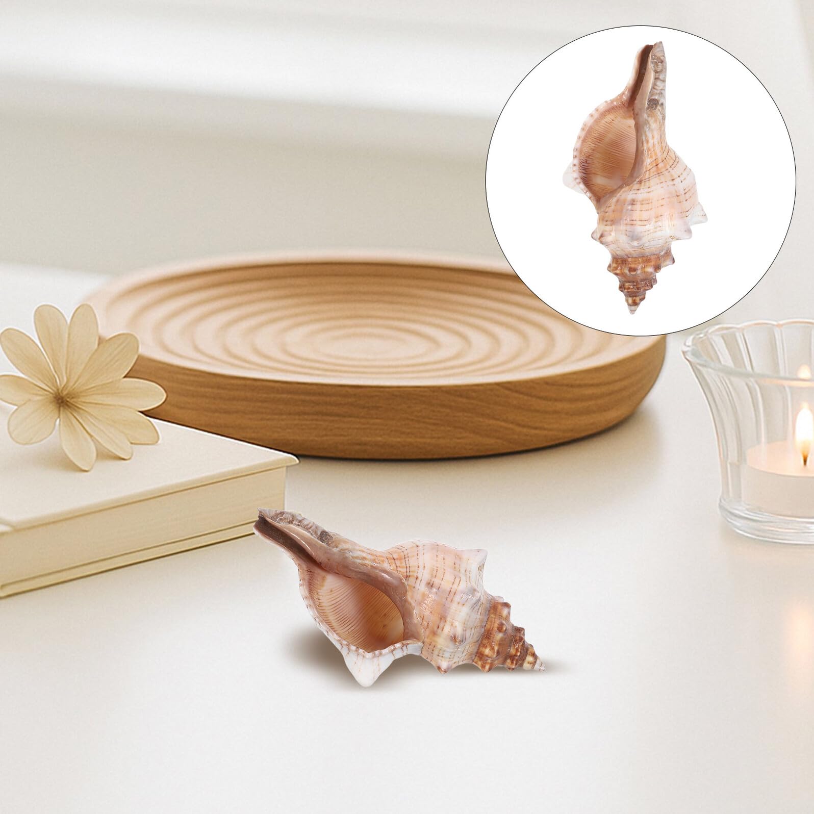 Conchiglie di Mare Naturali 16-18 Cm, Riempitivi Decorativi per Vasi e Acquari, Accessori a Forma di Conchiglia per Decorazioni Casa e Feste Tema Spiaggia