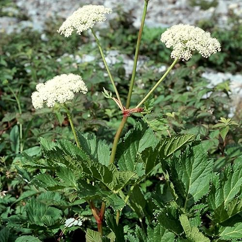 Masterwort (Peucedanum ostruthium) - Cultiva ahora o almacena para futuras plantaciones - Cápsula de 30 semillas