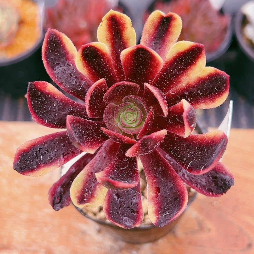 39 #多肉植物アエオニウム錦❤️スーパーバン❤️1大頭6子芽15cm拨き苗 Amazon.co.jp: D！！多肉植物 アエオニウム スーパーバン 美苗 農園