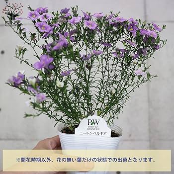 ニーレンベルギア様 リクエスト 4点 まとめ商品 楽天市場】ニーレンベルギア 苗の通販