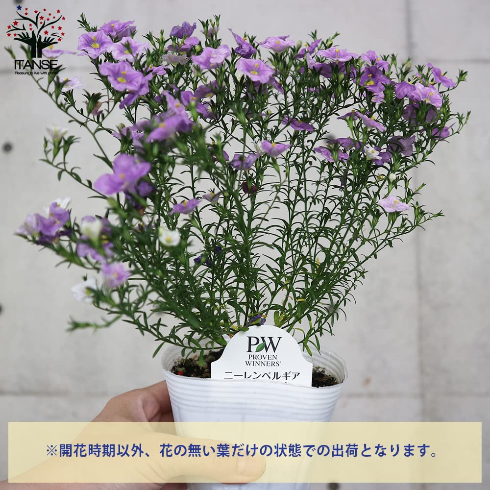 Amazon.co.jp: ニーレンベルギア・オーガスタ3.5号 2色セット