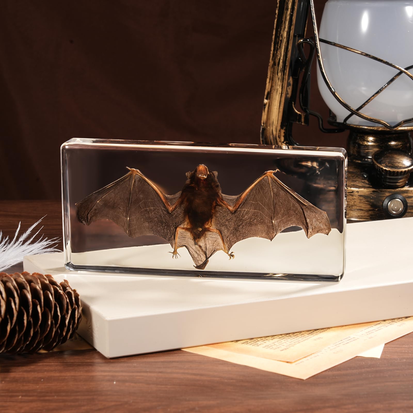Taxidermy Bat  Real Bats Specimens High Quality Resin Animals for Science Classroom Science Education  Bat Decor Great Gift for Taxidermy  Animal Skull  Oddities  Biology (5.5x2.5x0.7 Inch)