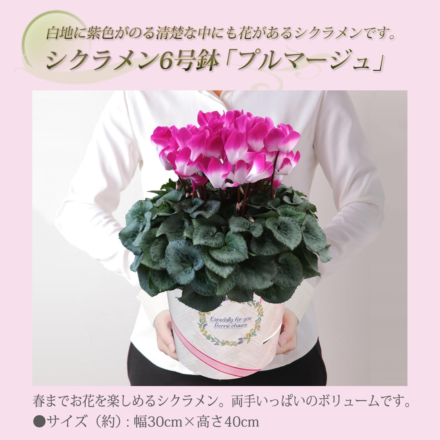 花のギフト社 シクラメン ギフト プレゼント 花 鉢植え 鉢花 誕生日 6号鉢 プルマージュパープル