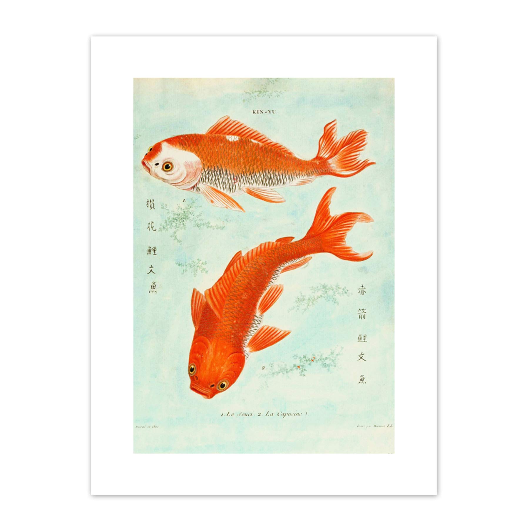 Wee Blue Coo Fish Japanese Koi Art Print Canvas Premium Wall Decor Poster