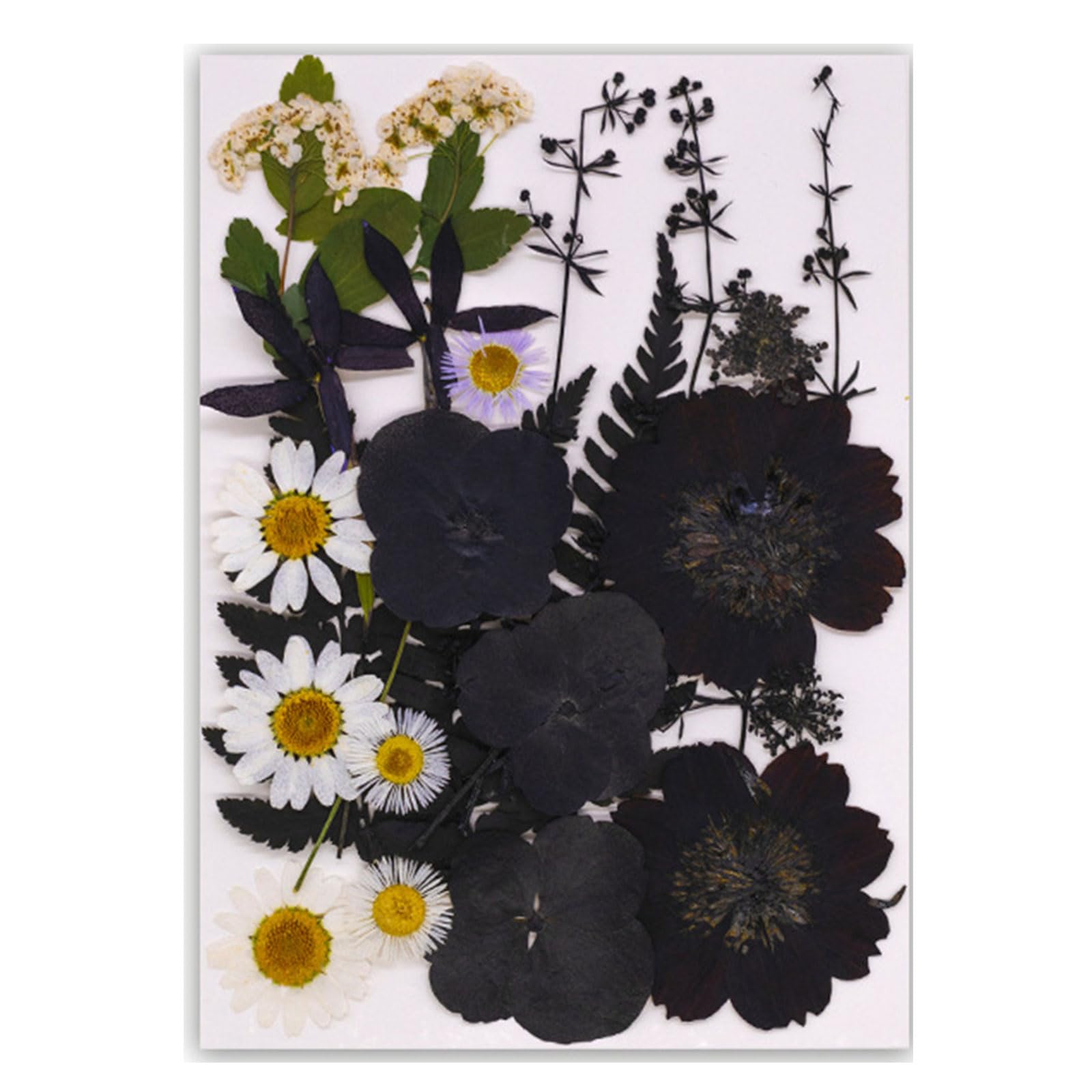 Tfaoys Type C Black Embossed Book Reading Features Real Specimens Dry Flower For Nature Lover And Book Enthusiasts Reading