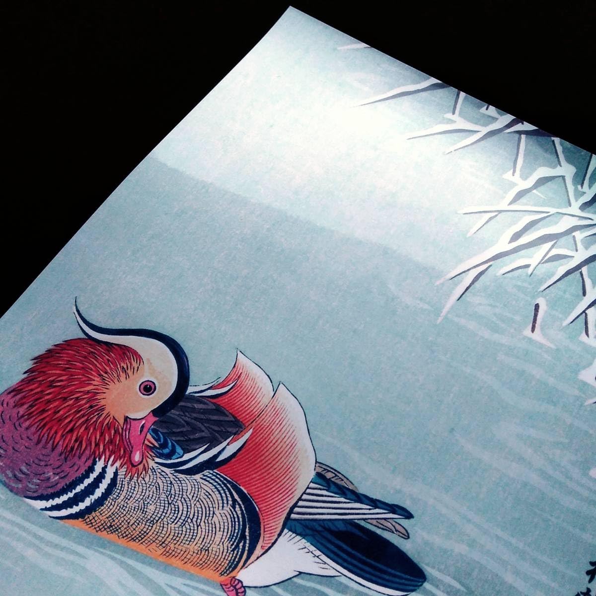 Amazon.co.jp: 小原古邨『鴛鴦(おしどり)』浮世絵 アート 沢 ポスター