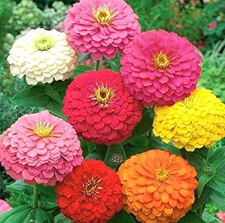 California Bright Zinnia Flower Seeds