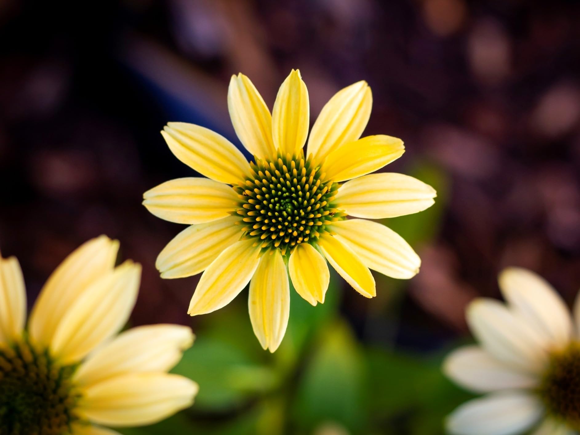 Greenwood Mellow Yellow