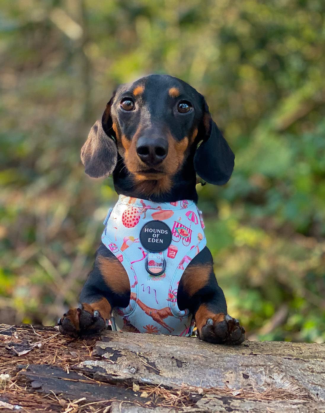 CIRCUS PUP - Dog Harness Small - Image 4