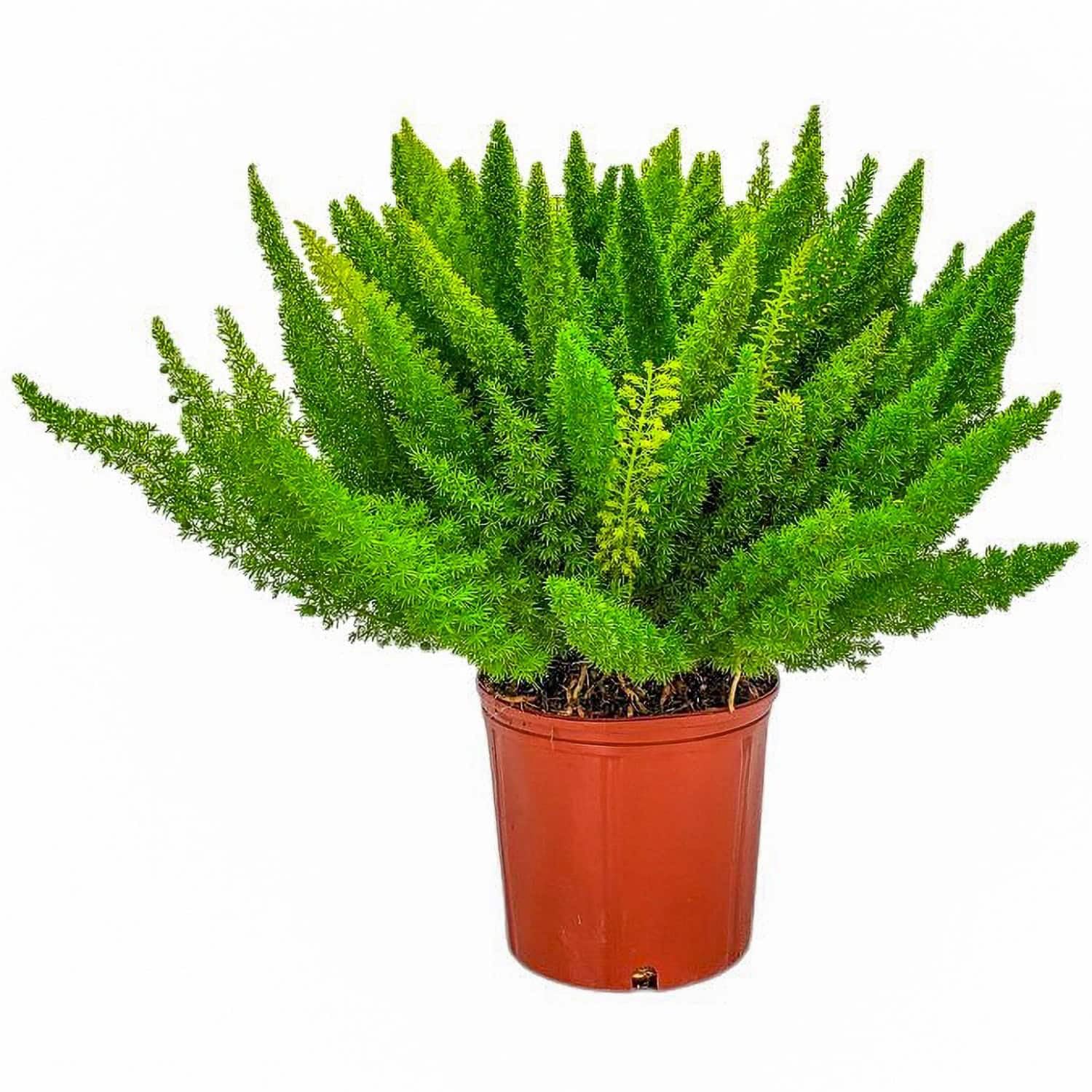 Foxtail Fern Plant 3 Gallon Pot