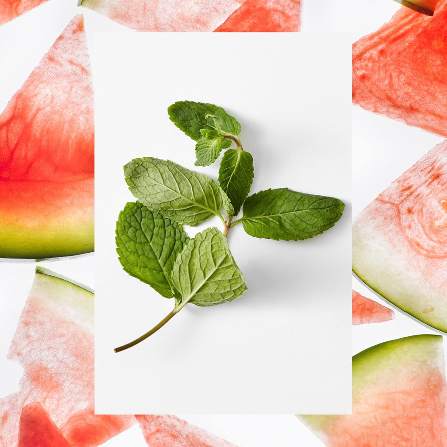 Sugar Scrub | Watermelon + Fresh Mint | 15 oz